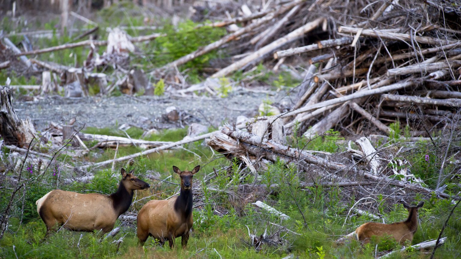 Biggest threats to wildlife today | Detail Artilce from Sites Surf