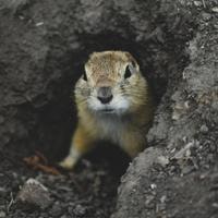 How to Get Rid of Gophers